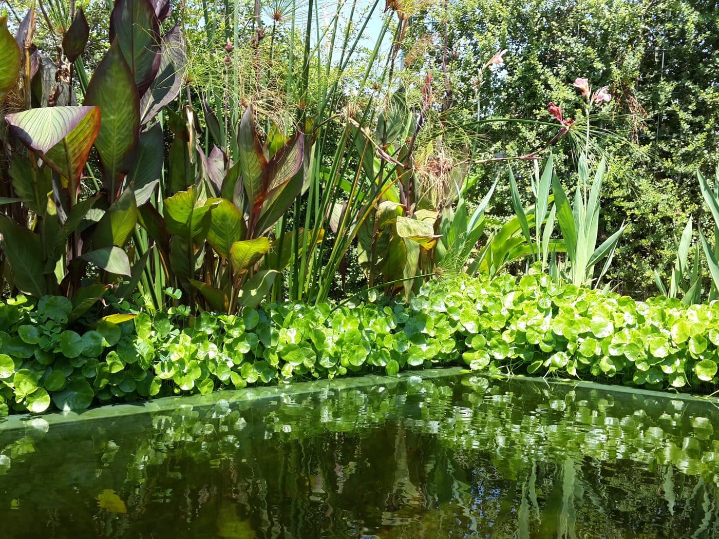 A planted regeneration zone alongside a natural swimming pool