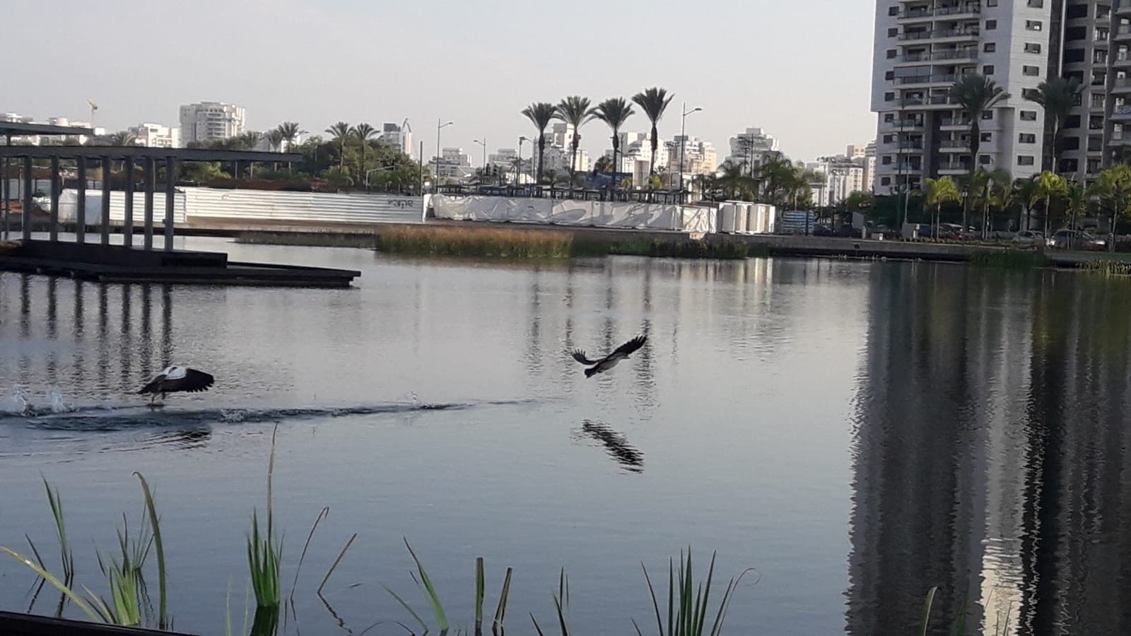 A constructed wetland lake in a city, with apartment towers behind