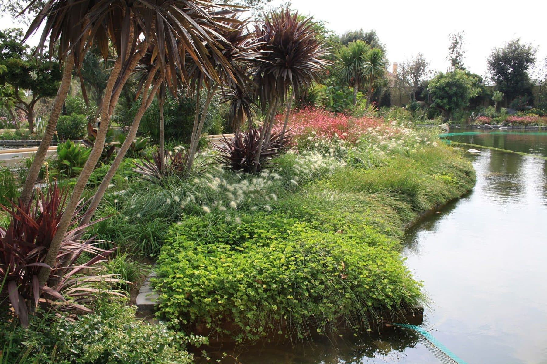 The planted edge of a SeaTop constructed-wetland treatment pond